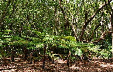 Close up of a green tropical forest