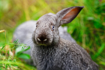 A small rabbit eats grass. Portrait of a fluffy and charming pet for a calendar or postcard.