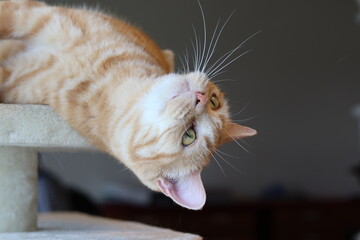寝転んで見入る猫のアメリカンショートヘアレッドタビー
American shorthair cat looking while lying down.