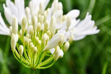 Close up of a white lily of the Nile