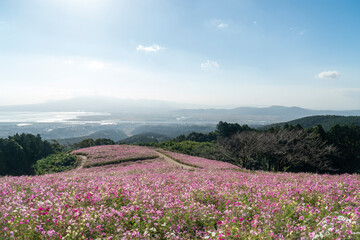 Fototapeta premium 長崎県諫早市 白木峰高原に咲く秋桜