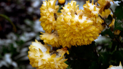 flowers in the forest