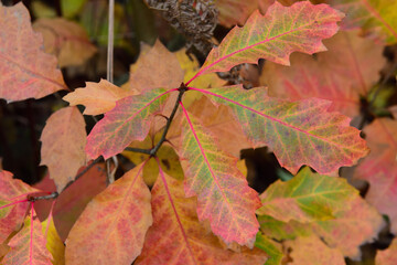 bunte eichenbätter m herbt