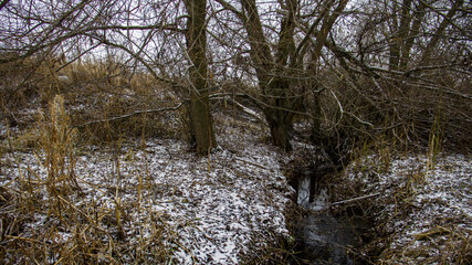 river in the forest