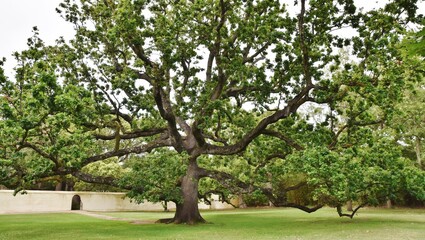 Close up of the Royal Oak at Vergelegen Wine Estate in South Africa