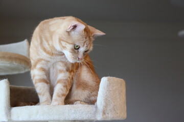 座って見下ろす猫のアメリカンショートヘアレッドタビー
American shorthair cat sitting and looking down.