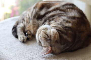 陽だまりで丸く成る猫アメリカンショートヘアシルバーパッチドタビー
American shorthair cat that curls up in the sunshine.