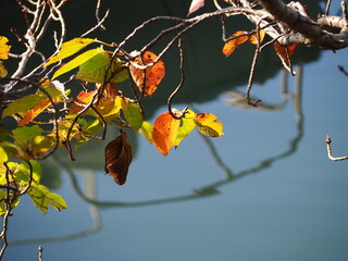 木々の紅葉
OLYMPUS DIGITAL CAMERA