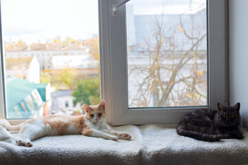 Beautiful cats lie on a blanket on the windowsill and look comfortably at the camera. Beautiful background with pets by the window and place for text