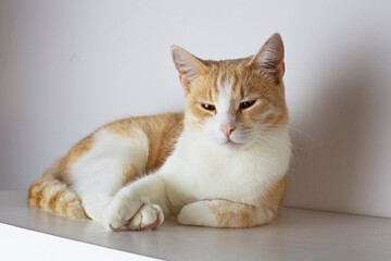 Satisfied cat after the procedure at the veterinarian lies on a white pedestal. Cat smiles