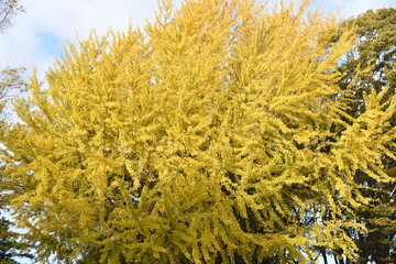 The yellow leaves of ginkgo trees in the park.