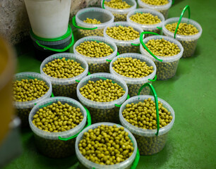 Process of filling of plastic buckets with pickled olives in packaging shop at artisanal food producing factory