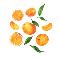 Set of fresh citrus orange or tangerine fruit and green leaves. Hand drawn watercolor illustration.