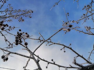 barbed wire against the sky