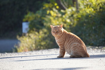 ボスの風格が漂う茶トラの野良猫/The stray red tabby cat as a boss at field - obrazy, fototapety, plakaty