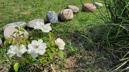 Rosas blancas verdes en el jardín 