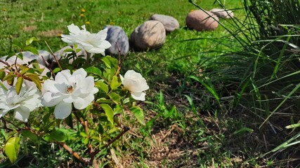 Jardín con Flores
