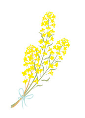 菜の花　イラスト