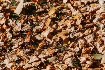Pattern of dry yellow leaves lying on the ground