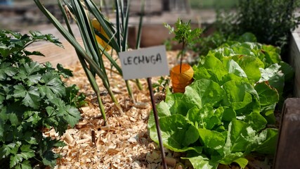 Huerto orgánico en casa