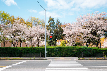 Fototapeta na wymiar Crosswalk with cherry blossoms in Japan