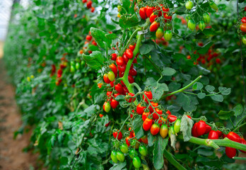 Obraz premium Red cherry tomatoes growing in greenhouse, rich harvest