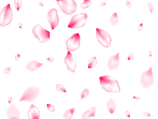 Spring blossom isolated petals flying