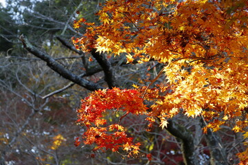 紅葉