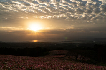 長崎県諫早市　夜明けの高原に咲く秋桜　白木峰高原