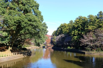 秋　池　紅葉　風景　