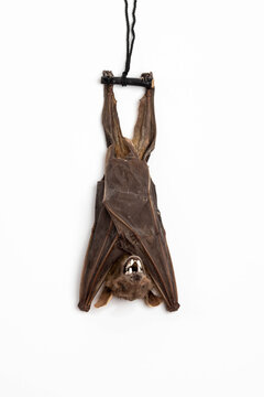 Taxidermy Bat On White Background 