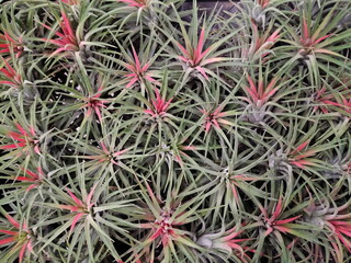 Top view many young Bromeliads plants (Bromeliaceae) growing blossom texture background.