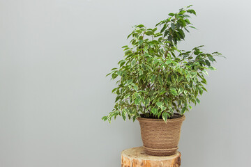 A beautiful ficus flower in a pot made of a tourniquet stands on a  stump the concept of minimalism