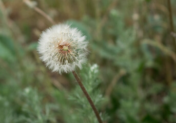 Fluffy white dandelion in mint leaves