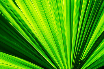 Palm tree green leaf texture,with shadows, tropical leaf, nature background, close up