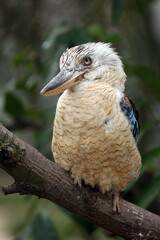 The blue-winged kookaburra (Dacelo leachii) sitting on a branch. A large kingfisher sitting on a branch with a green background.