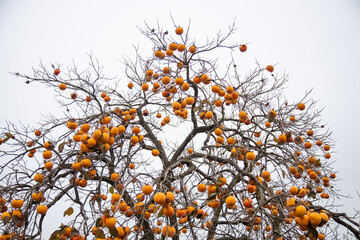 persimmon fruit tree in autumn, cloudy sky background