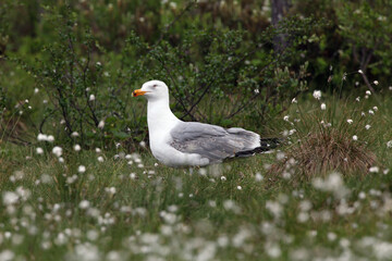 The lesser black-backed gull (Larus fuscus) sitting in cotton grass. A large seagull atypically in the middle of the Scandinavian taiga.