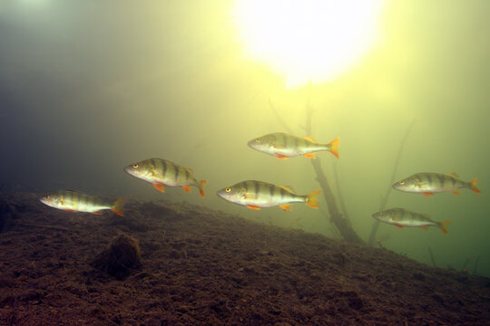European perch or common perch (Perca fluviatilis), shoal freshwater fish with the sun in the background.Freshwater fish with a disc of the sun over the water.Colorful freshwater world.