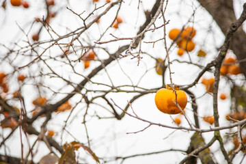 persimmon fruit tree in autumn, cloudy sky background