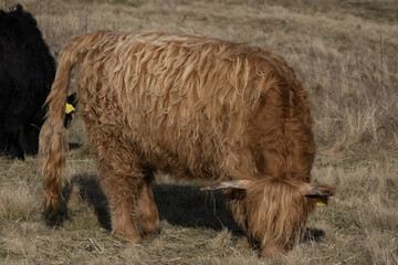 hairy mountain cow on a pasture
