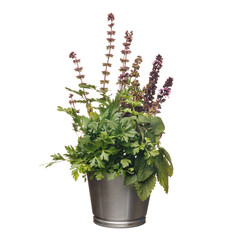 Green herbs in a metal bucket isolated on white background. Home gardening. Basil and parsley in a pot. Organic food.