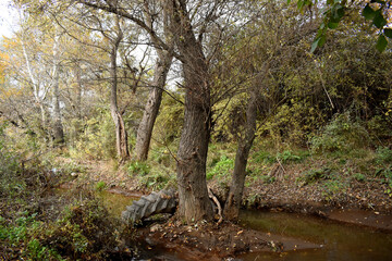 Nature in autumn for any of your art projects.