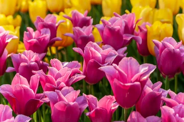 Tulpensaison. Tulpenblumen ernten. © Emoji Smileys People