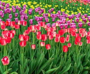 Field of tulips. Springtime bloom. Gardening tips. Growing flowers.