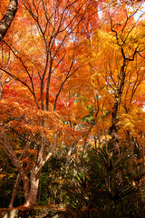 Autumn colors at the Japanese garden of Hoko-ji temple in Sanda city, Hyogo, Japan