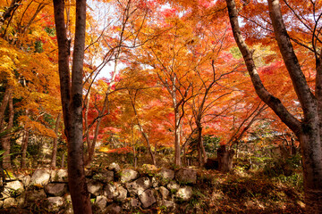 Autumn colors at the Japanese garden of Hoko-ji temple in Sanda city, Hyogo, Japan