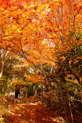 Autumn colors at the Japanese garden of Hoko-ji temple in Sanda city, Hyogo, Japan