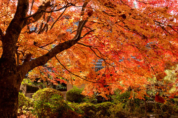Autumn colors at the Japanese garden of Hoko-ji temple in Sanda city, Hyogo, Japan