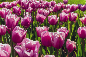 Fototapeta premium Growing perfect scarlet red tulips. Beautiful tulip fields.